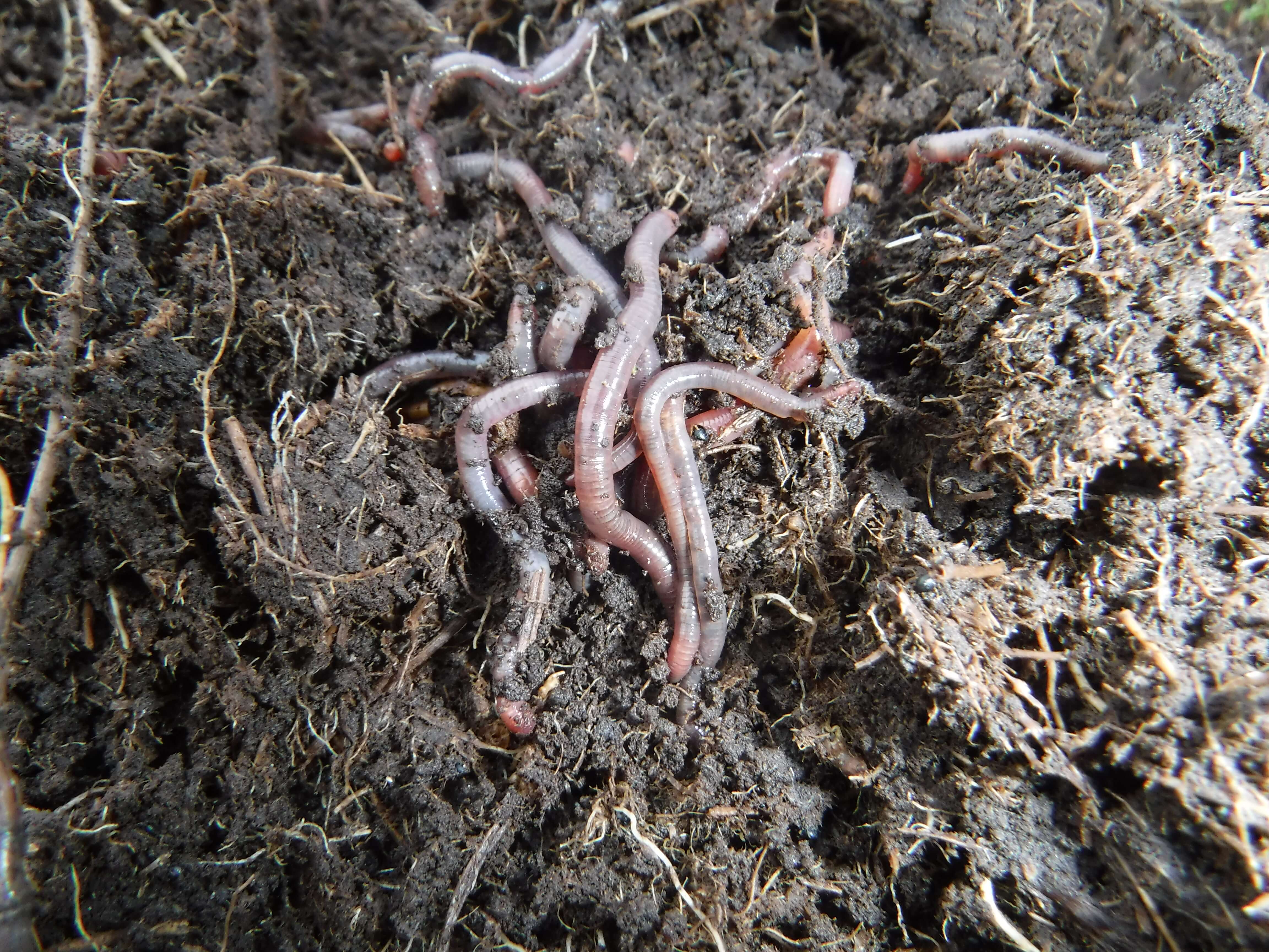Earthworms_NorthRoe.jpg